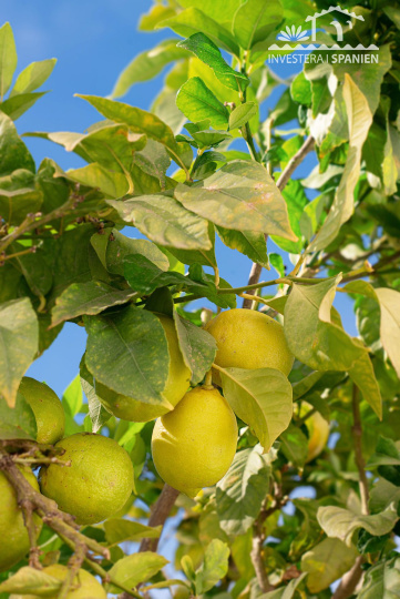 Málaga la herradura, 3 Sovrum Sovrum, ,2 BadrumBadrum,Lägenheter,Till salu,1121