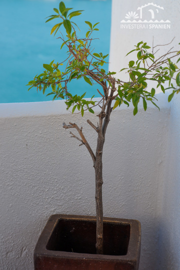 Málaga almunecar, 4 Sovrum Sovrum, ,3 BadrumBadrum,Hus,Till salu,1136