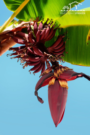 Málaga almunecar, 3 Sovrum Sovrum, ,2 BadrumBadrum,Hus,Till salu,1142