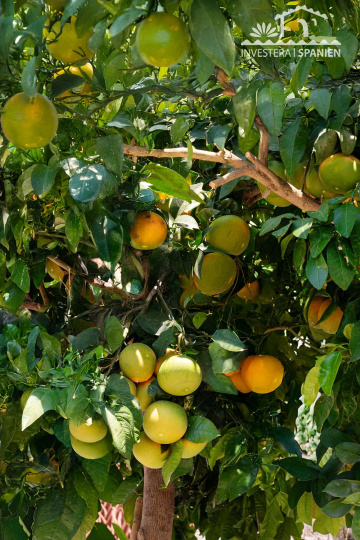 Málaga almunecar, 3 Sovrum Sovrum, ,2 BadrumBadrum,Hus,Till salu,1142