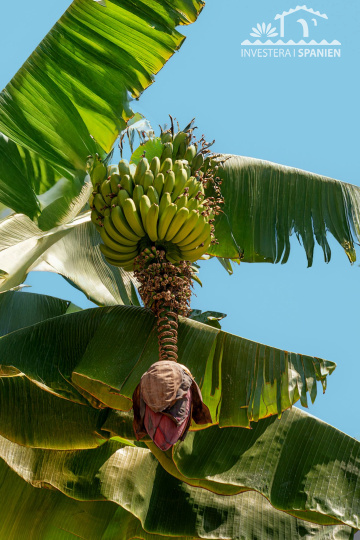 Málaga almunecar, 3 Sovrum Sovrum, ,2 BadrumBadrum,Hus,Till salu,1142