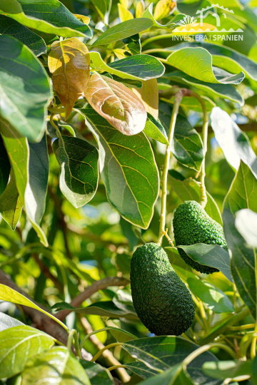 97 calle pena parda, Málaga, ,Hus,Till salu,calle pena parda,1143